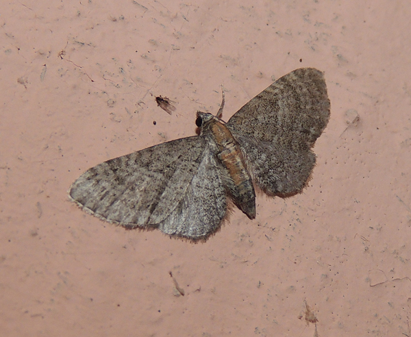 Eupithecia abbreviata Geometridae